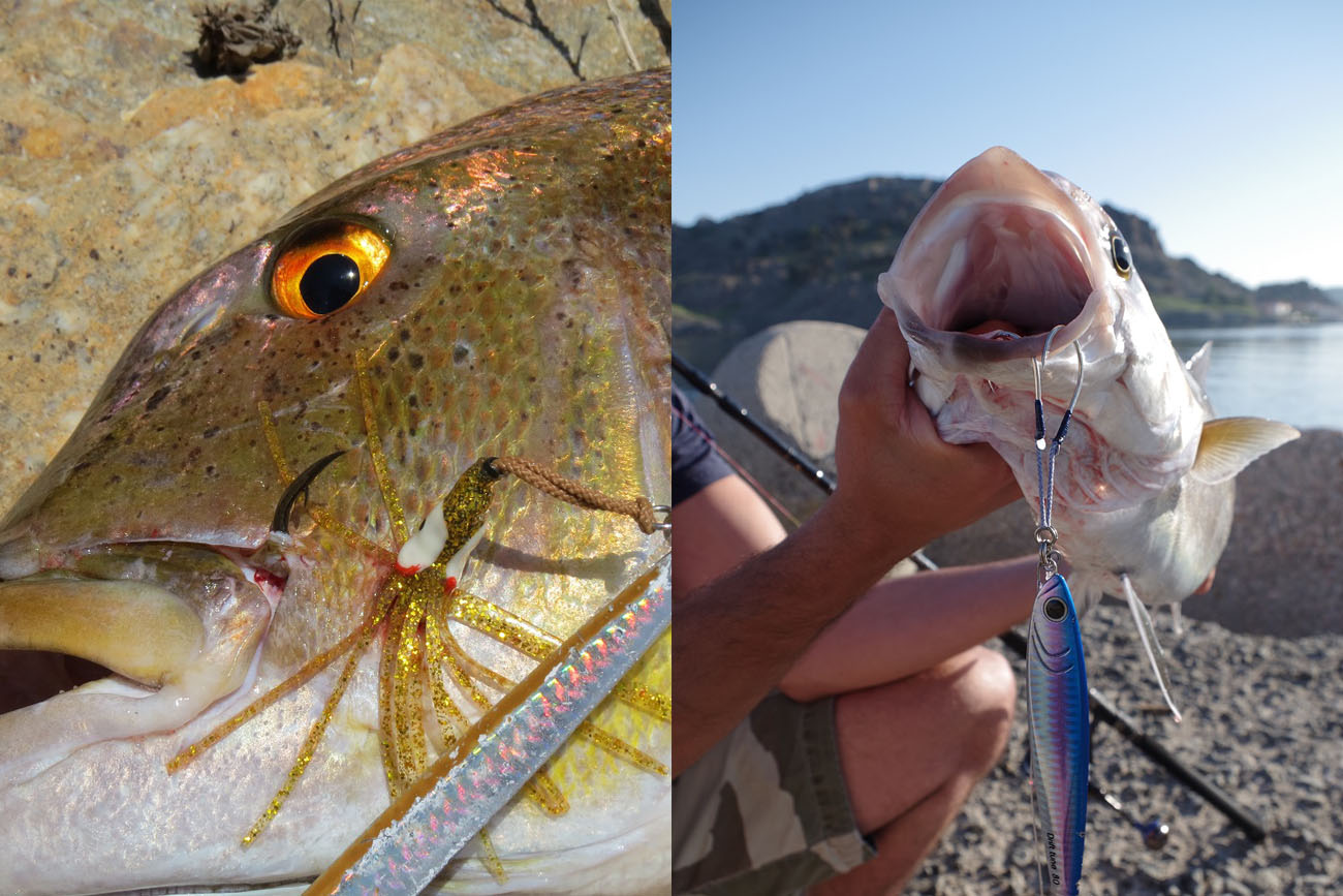 Left: Thick hook on the flesh and a successful catch. Right: Thin hooks on the lower jaw, hooked by the weight of the jig.